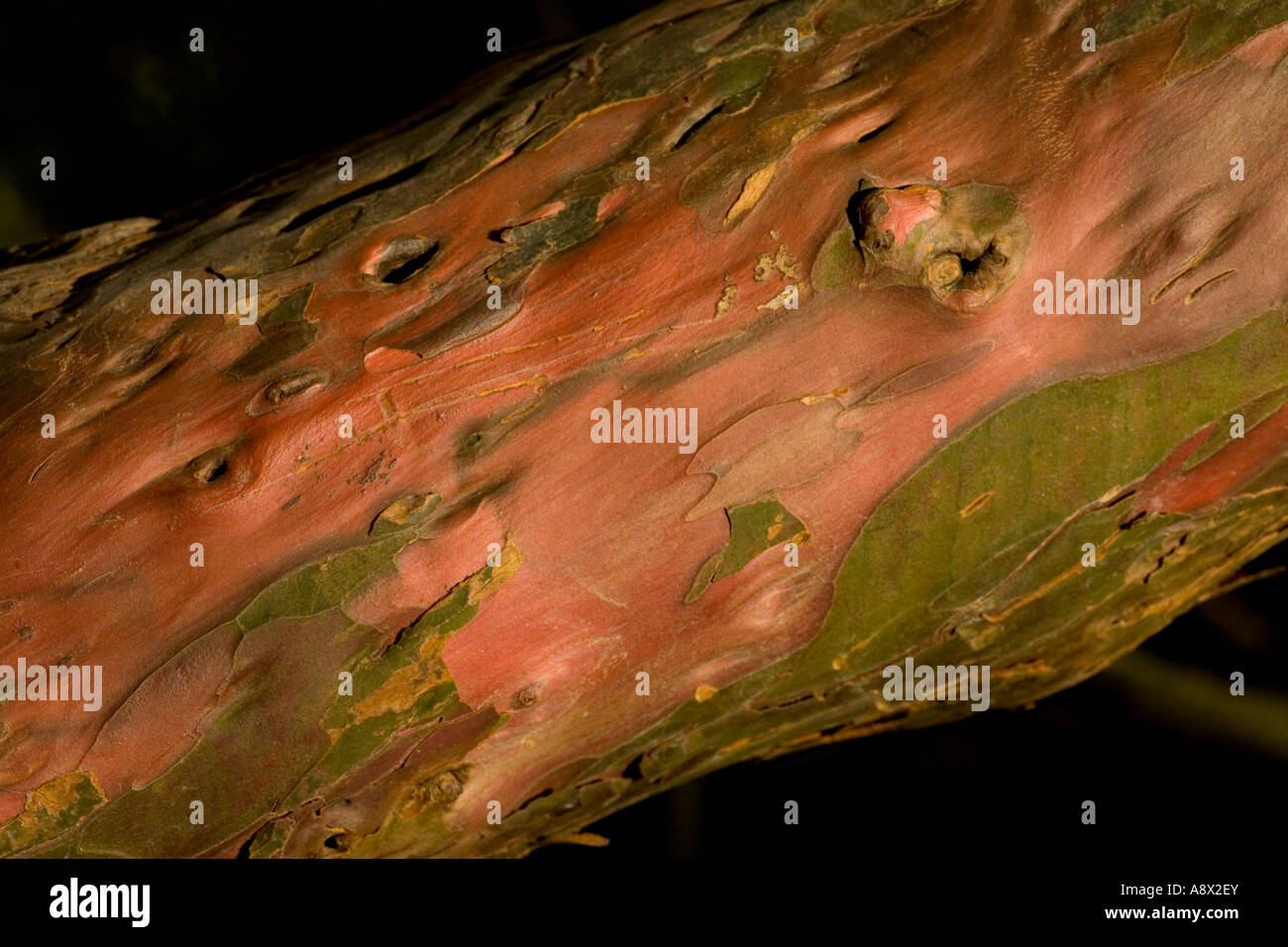 Das Peeling Fleisch wie Oberfläche der Rinde auf eine alte Eibe, Sussex, England, UK. Stockfoto