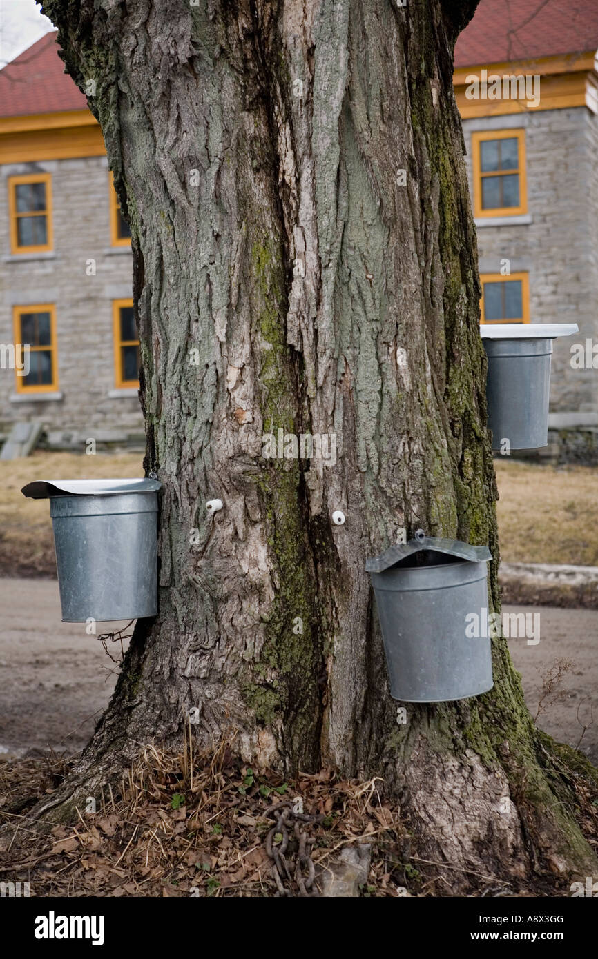 SAP-Eimer hängen Ahornbaum sammeln von Sap im März Bundesstaat New York Stockfoto