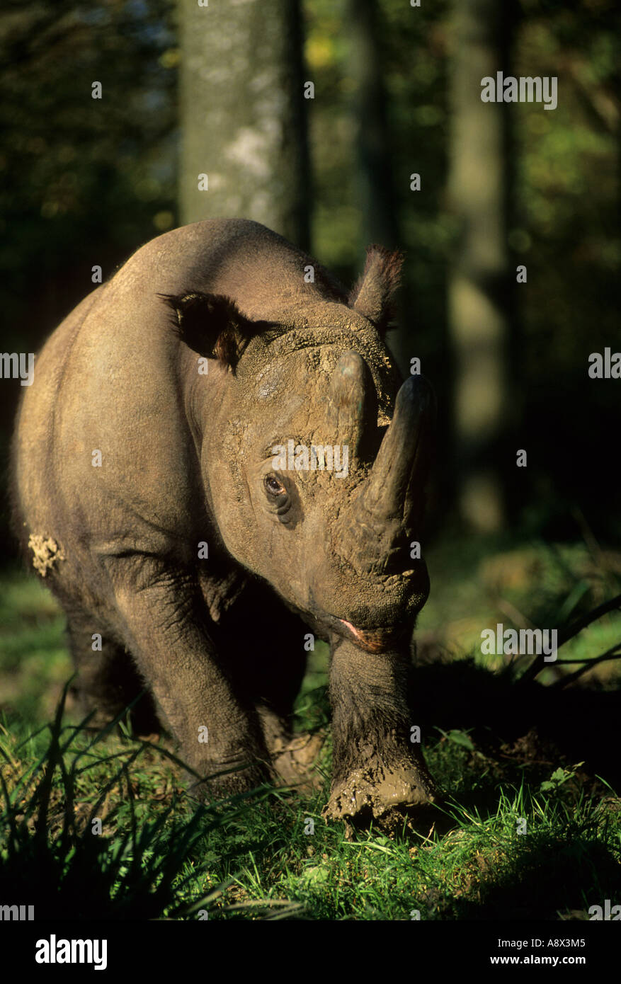 Sumatra-Nashorn Dicerorhinus Sumatrensis sumatrensis Stockfoto