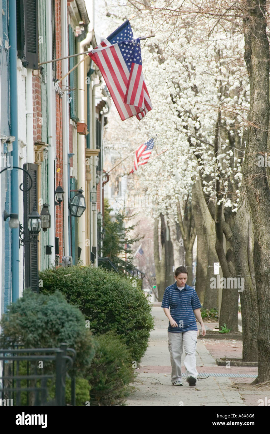 Bradford Birnbäume und Ziegel Häuser in Frederick, Maryland Stockfoto