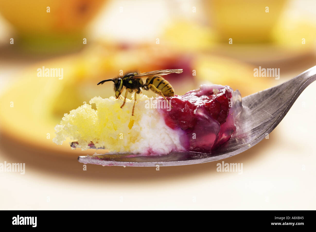 Gemeine Wespe (Vespula vulgaris) am Stück Kuchen Stockfoto