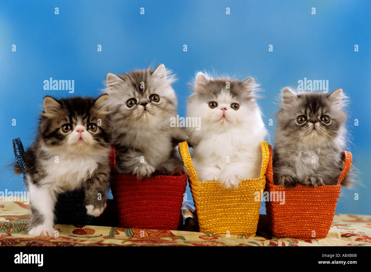 vier Perserkatzen Kitten in Körben Stockfoto