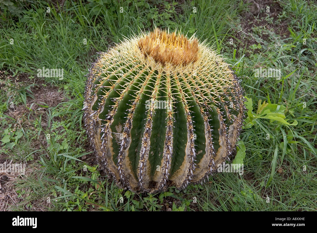 Aufgeschlitzt und verbrannt golden Barrel Cactus (Echinocactus Grusonii). Mexiko. Coussin de Belle-Mère Ayant Résisté À un Brûlis. Stockfoto