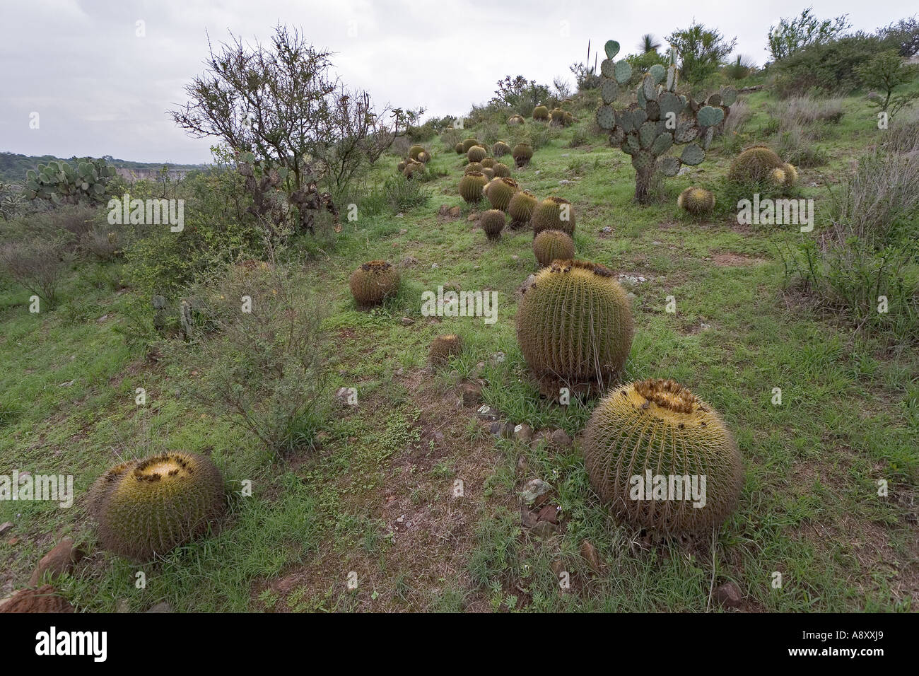 Goldenes Fass Kakteen (Echinocactus Grusonii) und Baum Chollas (Mexiko).  Coussins de Belle-Mère et Opuntia (Mexiko). Stockfoto