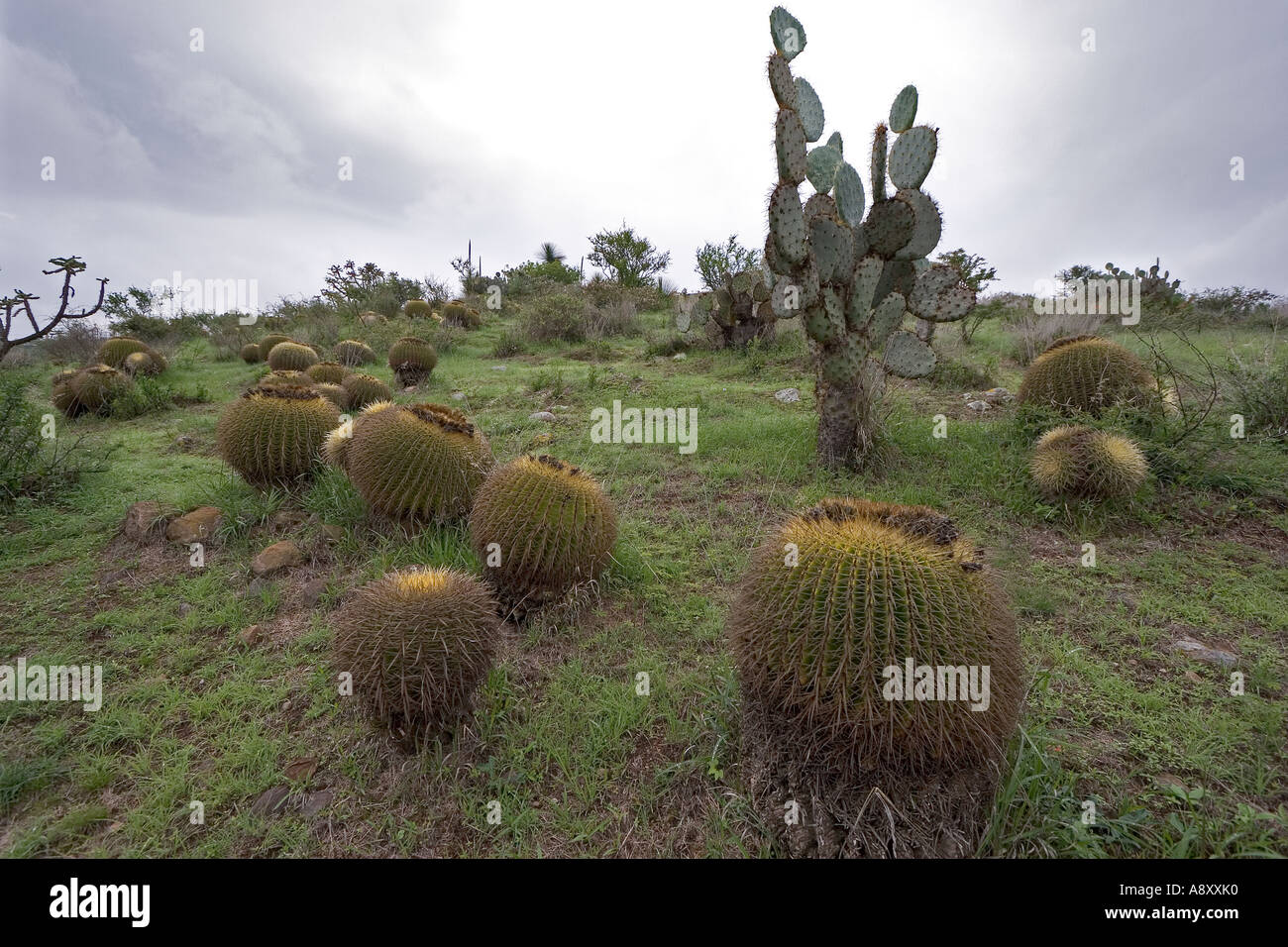 Goldenes Fass Kakteen (Echinocactus Grusonii) und Baum Chollas (Mexiko).  Coussins de Belle-Mère et Opuntia (Mexiko). Stockfoto