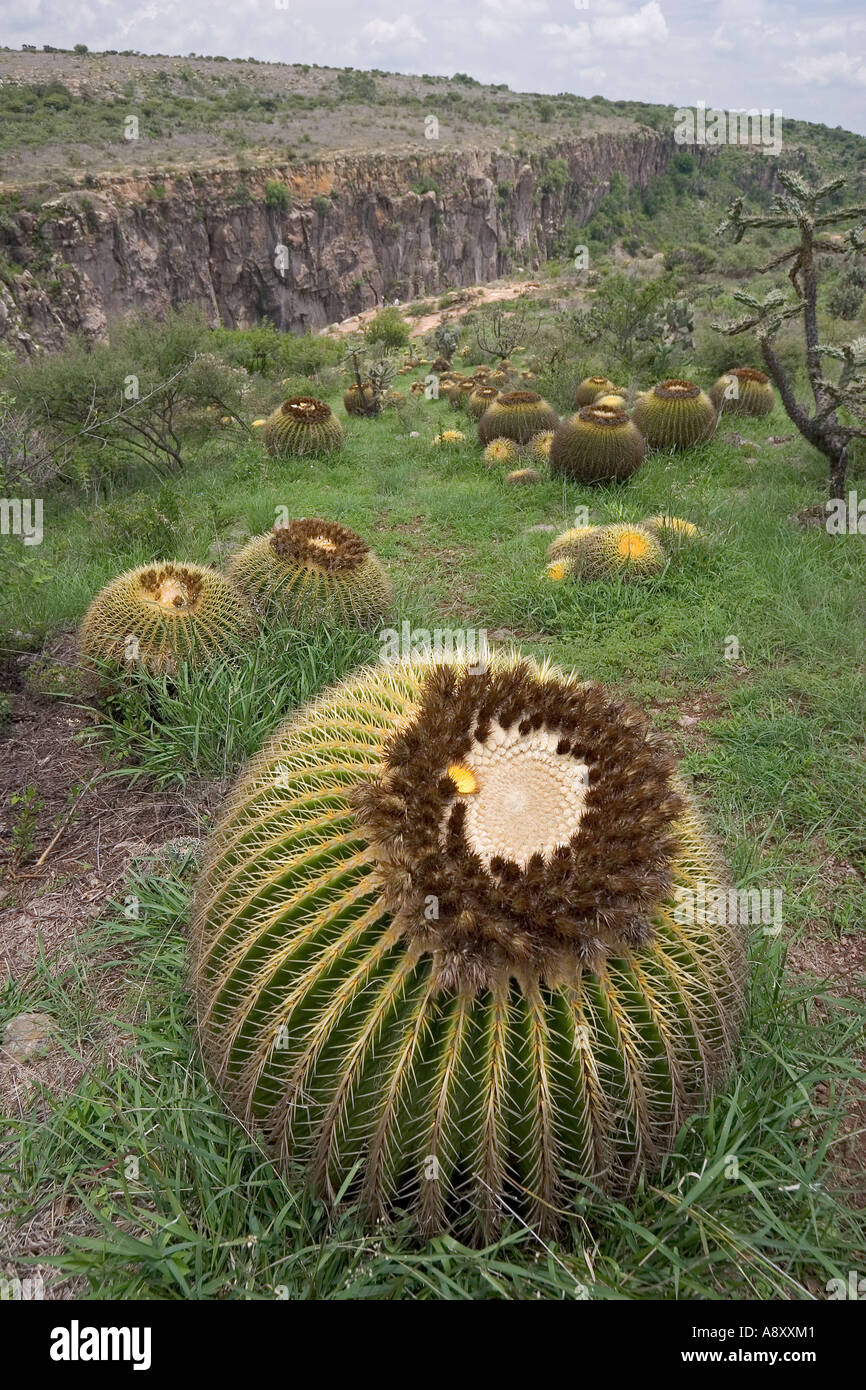 Goldenes Fass Kakteen (Echinocactus Grusonii) und Baum Cholla. Mexiko. Coussins de Belle-Mère et Opuntia Imbricata. Mexique Stockfoto