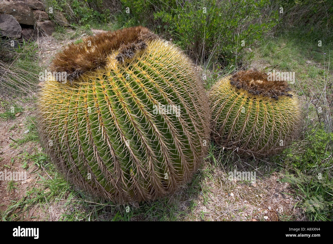 Goldenes Fass Kakteen (Echinocactus Grusonii). Mexiko.  Coussins de Belle-Mère. Mexique. Stockfoto