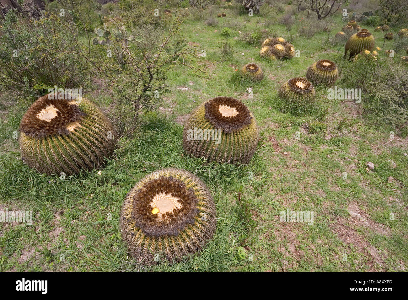 Goldenes Fass Kakteen (Echinocactus Grusonii) und Baum Cholla (Mexiko).  Coussins de Belle-Mère et Opuntia Imbricata (Mexiko). Stockfoto