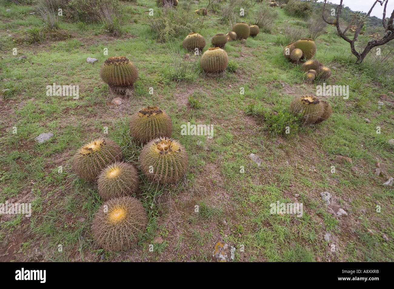 Goldenes Fass Kakteen (Echinocactus Grusonii). Mexiko.  Coussins de Belle-Mère. Mexique. Stockfoto