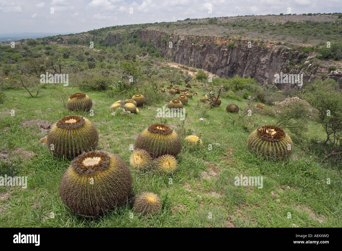 Goldenes Fass Kakteen (Echinocactus Grusonii). Mexiko.  Kaktus Coussins de Belle-Mère. Mexique. Stockfoto