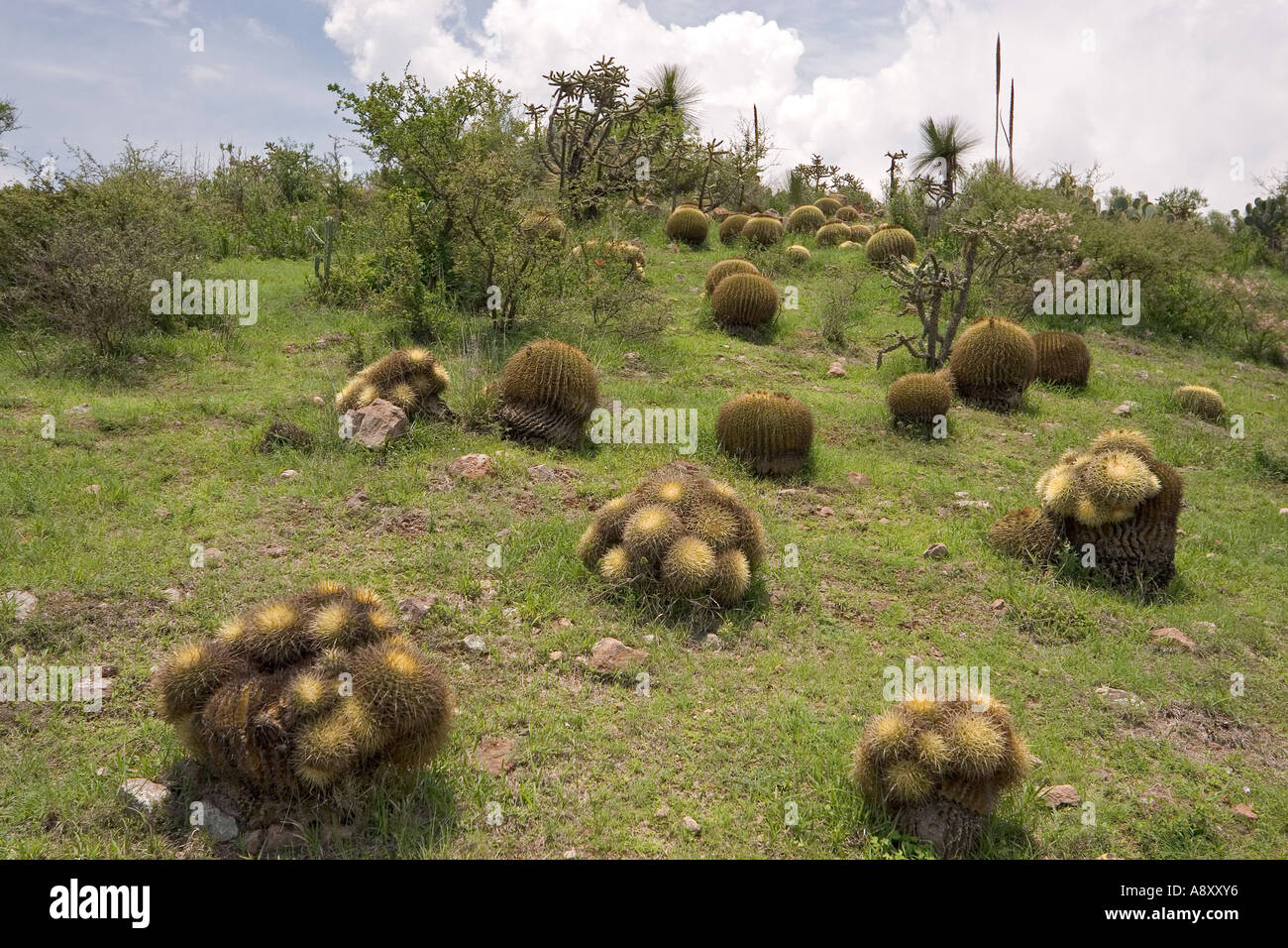 Goldenes Fass Kakteen (Echinocactus Grusonii) und Baum Cholla (Mexiko).  Coussins de Belle-Mère et Opuntia Imbricata (Mexiko). Stockfoto