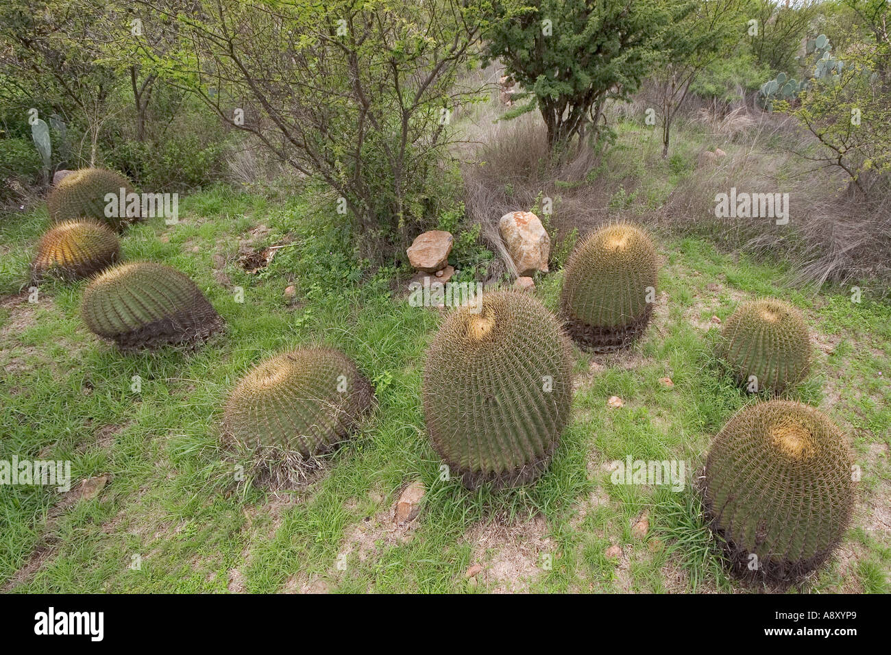 Elektrode Kakteen (San Miguel de Allende-Guanajuato-Mexiko). Ferocactus Histrix (San Miguel de Allende-Guanajuato-Mexique). Stockfoto