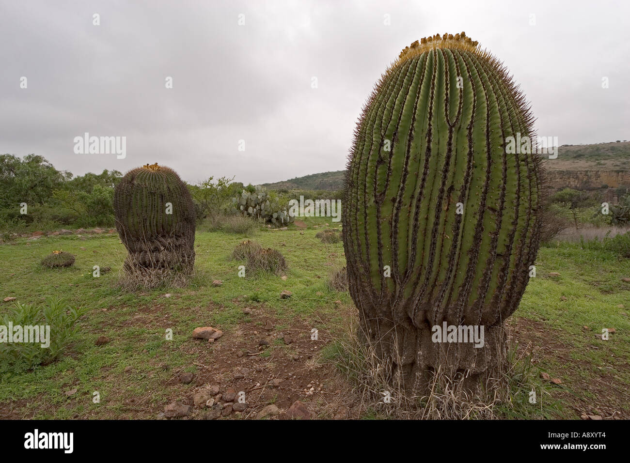 Echinocactus Platyacanthus (Mexiko). Echinocactus Platyacanthus (Mexiko). Stockfoto