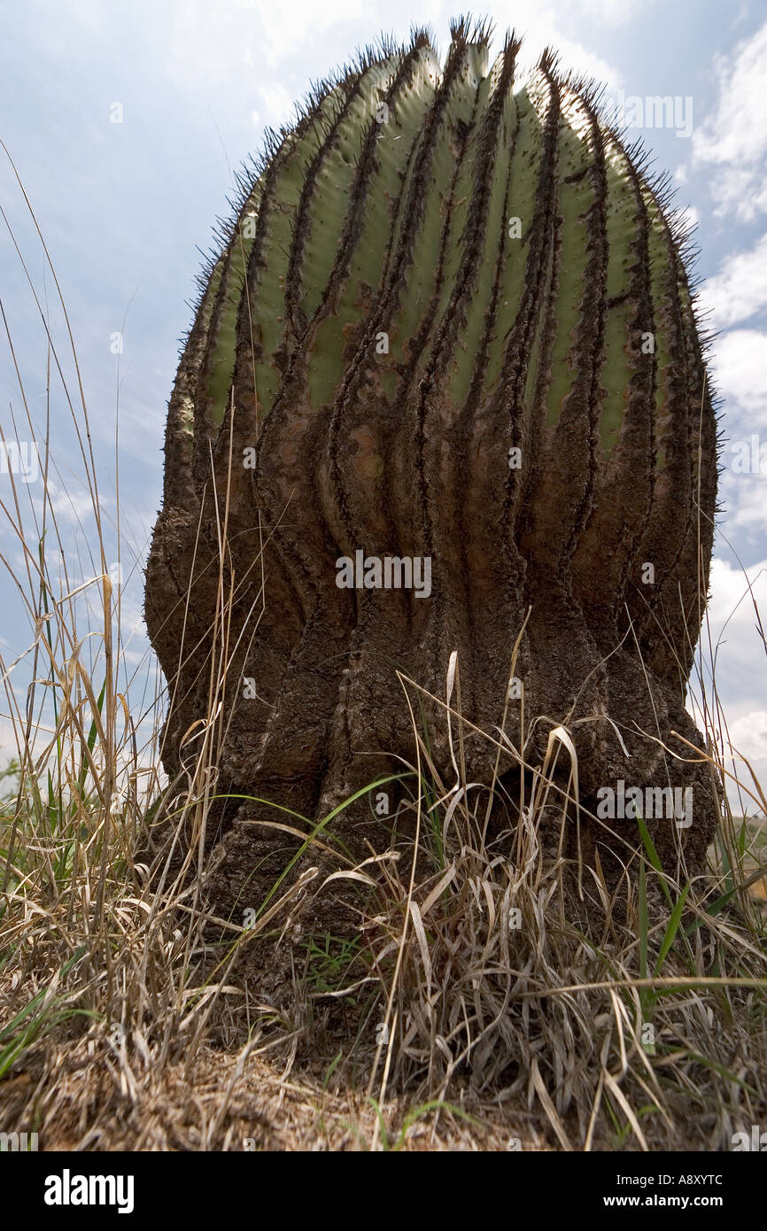 Echinocactus Platyacanthus (Mexiko). Echinocactus Platyacanthus (Mexiko). Stockfoto