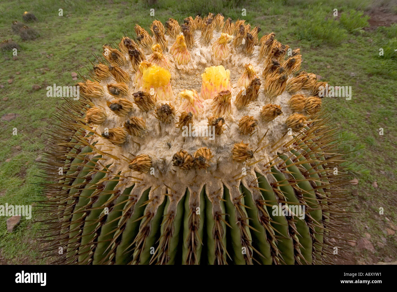 Echinocactus Platyacanthus (Mexiko). Echinocactus Platyacanthus (Mexiko). Stockfoto