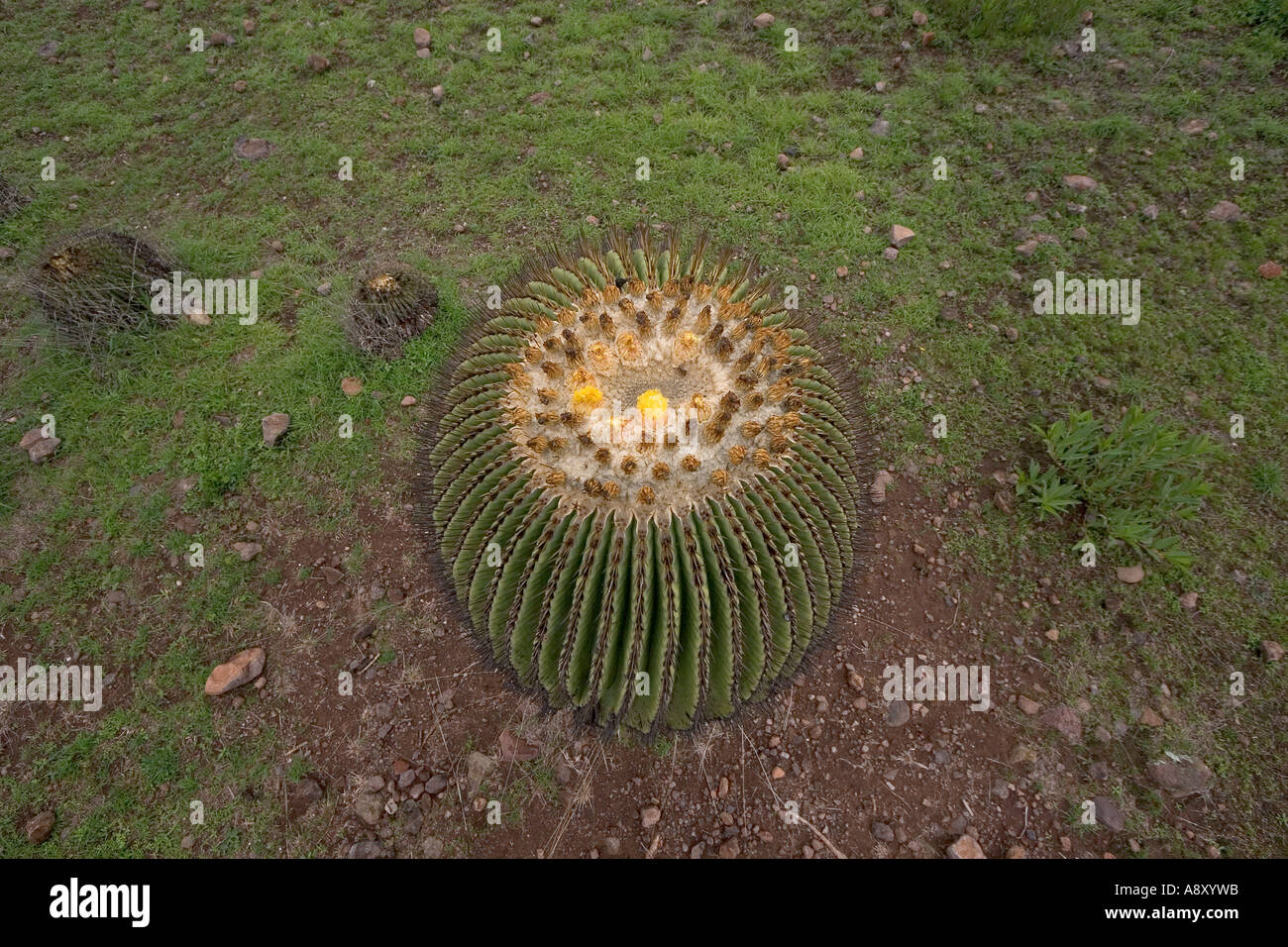 Echinocactus Platyacanthus (Mexiko). Echinocactus Platyacanthus (Mexiko). Stockfoto