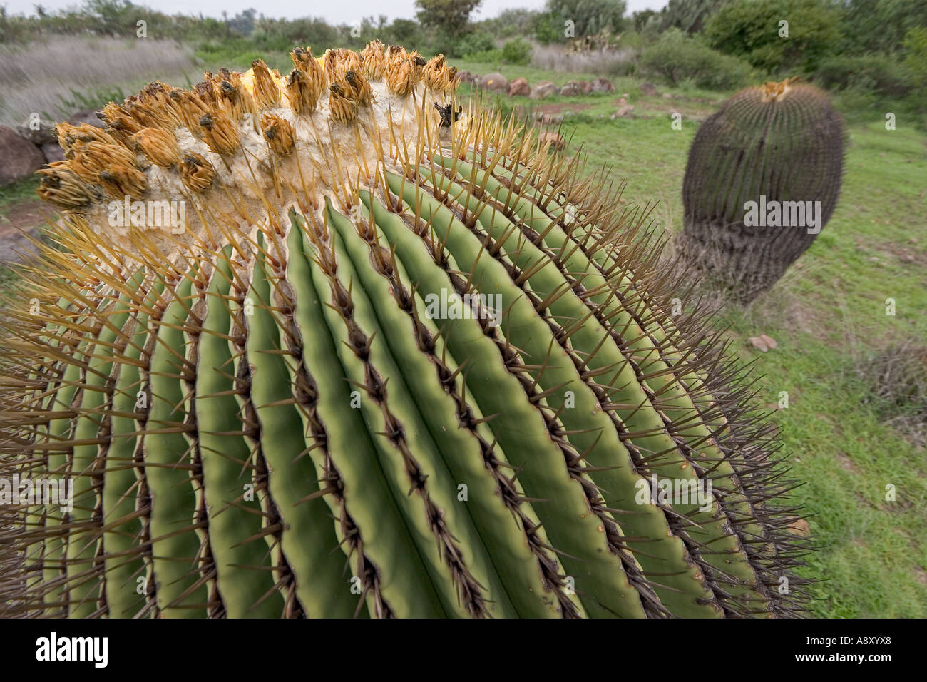 Echinocactus Platyacanthus (Mexiko). Echinocactus Platyacanthus (Mexiko). Stockfoto