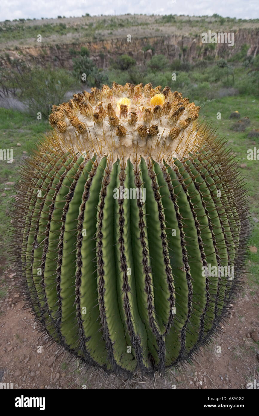 Echinocactus Platyacanthus (Mexiko). Echinocactus Platyacanthus (Mexiko). Stockfoto