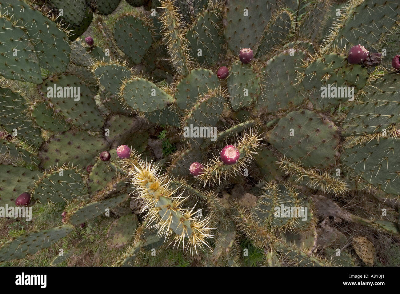 Die Kakteen in Fruktifikation (Mexiko). Opuntia Robusta de Früchte (Mexiko). Stockfoto