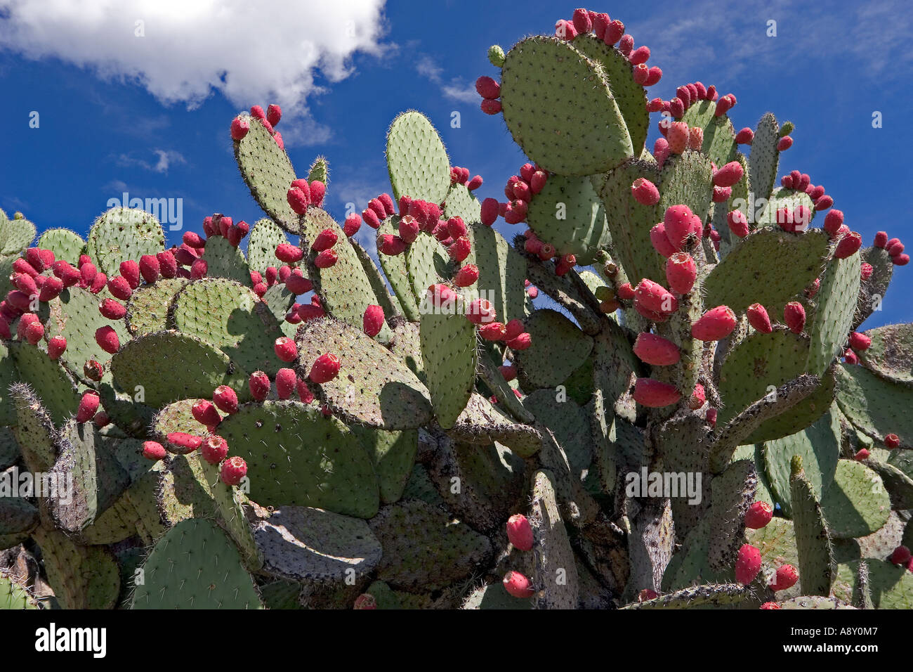 Eine Opuntia in Fruchttragen im Tlacolula-Tal (Mexiko).  Opuntia de fruits Dans la Vallée de Tlacolula (Mexiko). Stockfoto