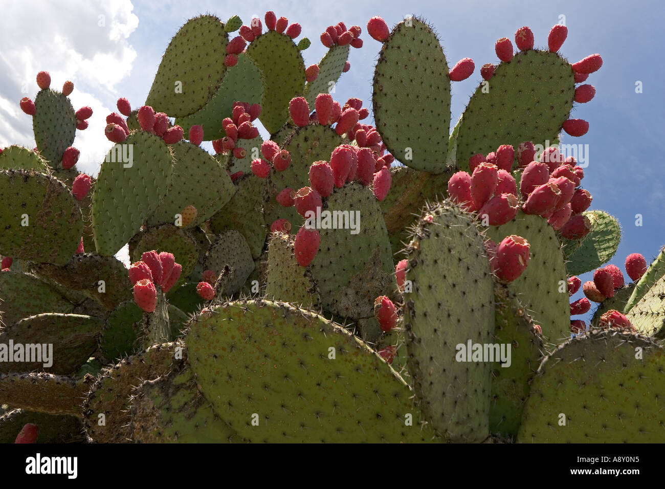 Eine Opuntia in Fruchttragen im Tlacolula-Tal (Mexiko). Opuntia de fruits Dans la Vallée de Tlacolula (Mexiko) Stockfoto