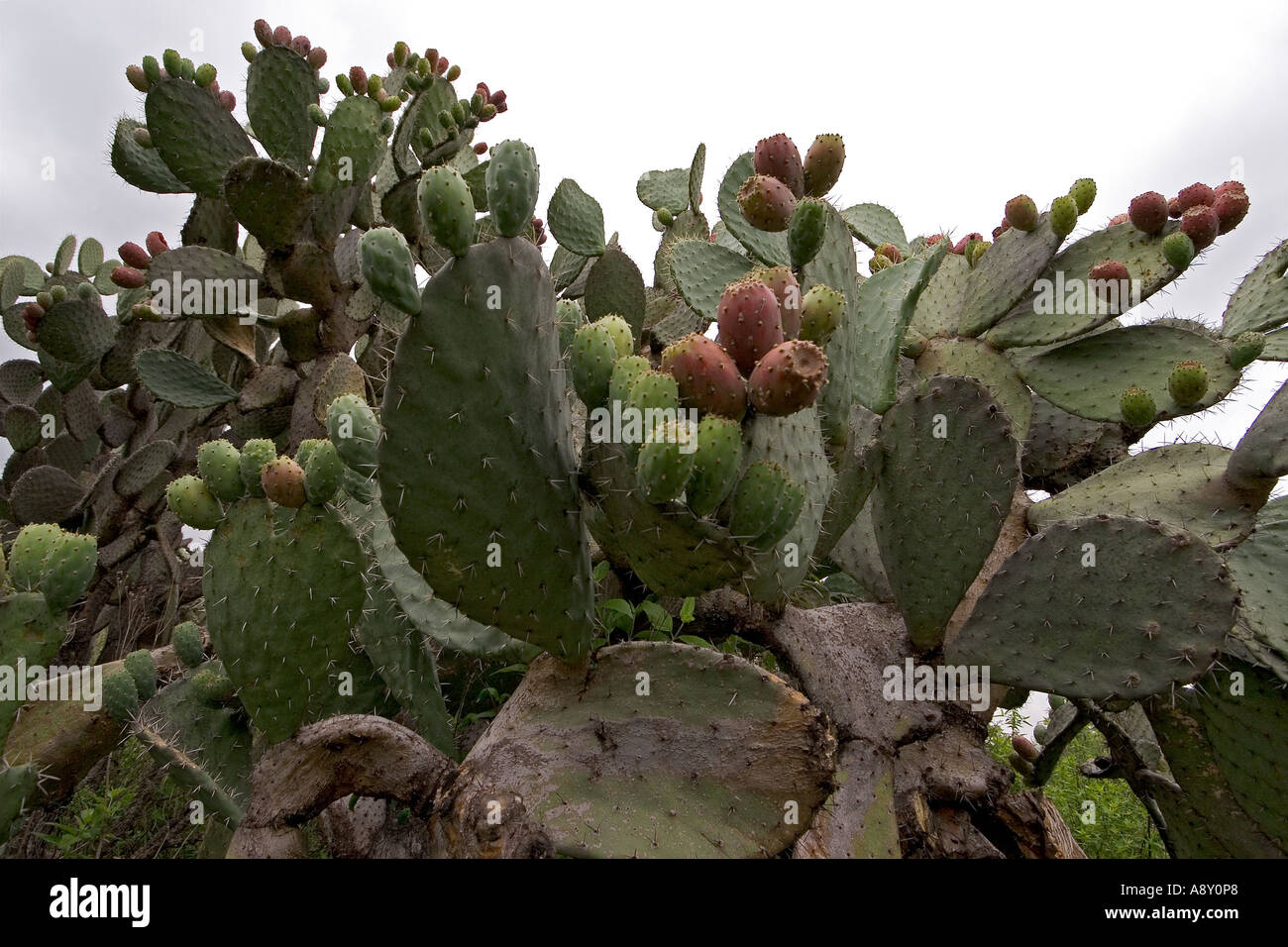 Eine Opuntia in Fruktifikation (Mexiko). Opuntia En Früchte (Mexiko). Stockfoto