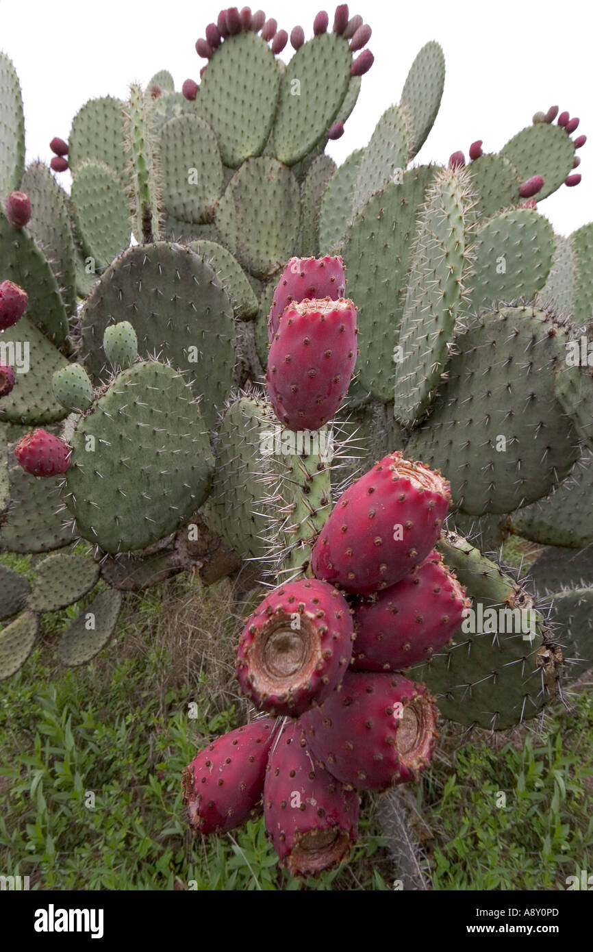 Eine Opuntia in Fruktifikation (Mexiko).  Opuntia En Früchte (Mexiko). Stockfoto