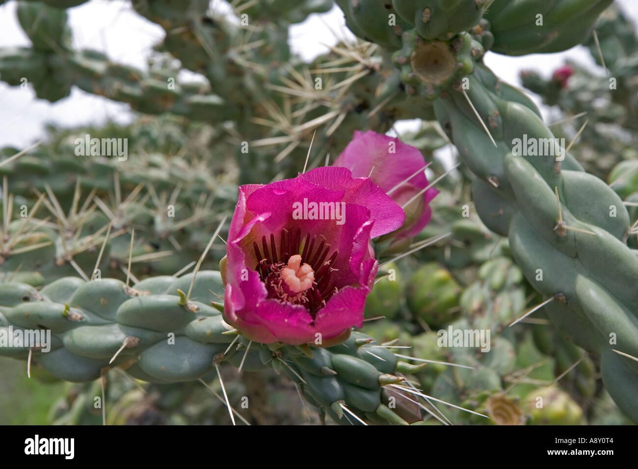 Eine blühende Opuntia Imbricata (Mexiko). Opuntia Imbricata de Fleurs (Mexiko). Stockfoto