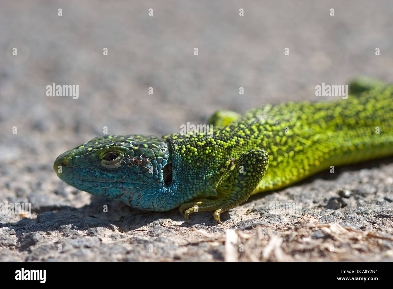 Eine männliche Smaragdeidechse sonnte (Lacerta Viridis). Allier - Frankreich. Lézard Vert Mâle Se Chauffant au Soleil (Allier - Frankreich). Stockfoto