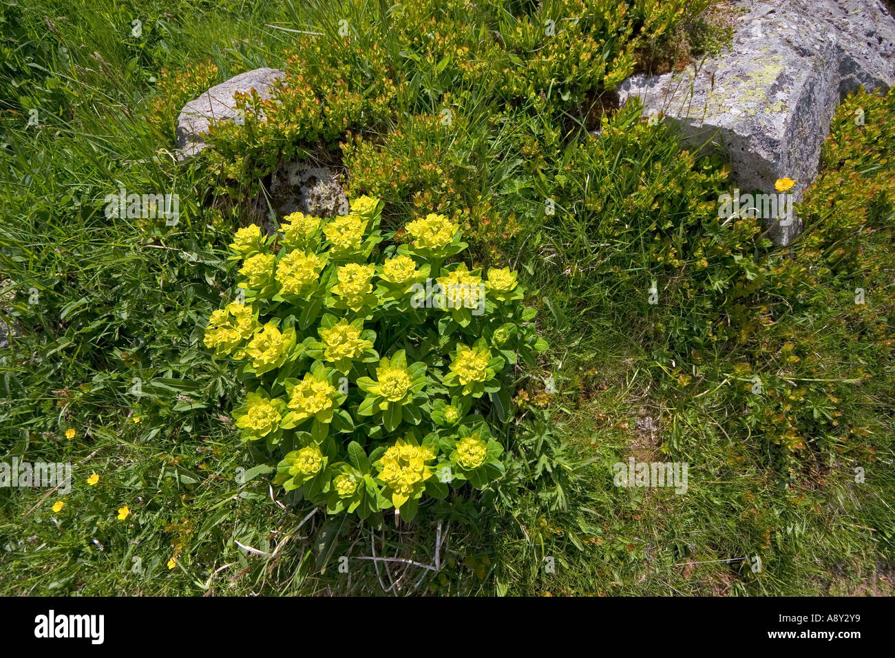 Irische Wolfsmilch (Euphorbia Hyberna) im Sancy-massiv (Frankreich). Euphorbe d'Irlande (Euphorbia Hyberna) Dans le Massif du Sancy. Stockfoto