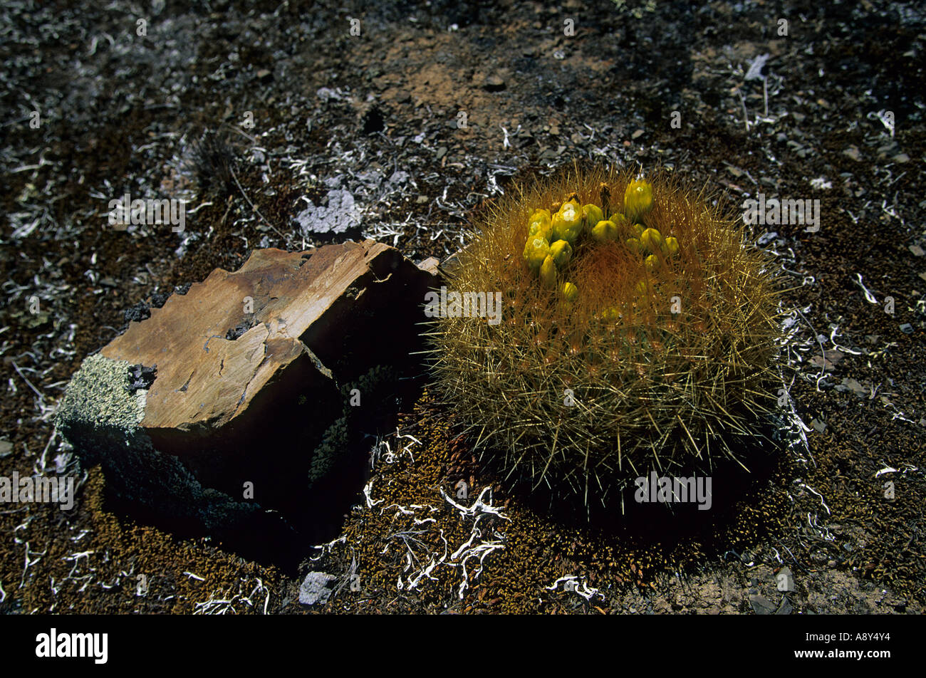 Kaktus in Blüte auf dem Gelände des Winchus (Peru). Kaktus de Fleurs Sur le site de Winchus (Pérou). Stockfoto