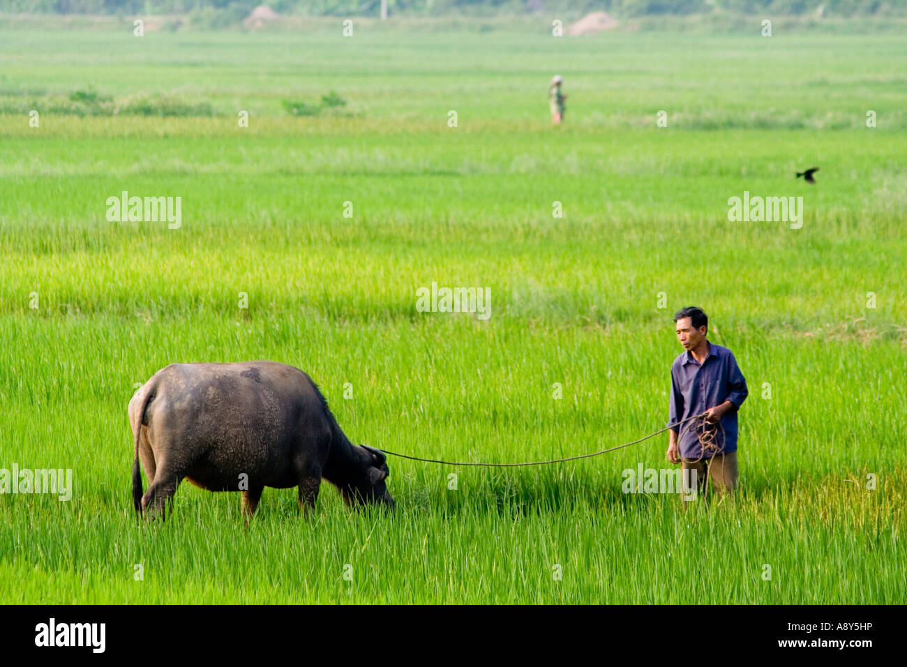 Landwirt Weiden seiner Wasserbüffel Cat Ba Island-Vietnam Stockfoto