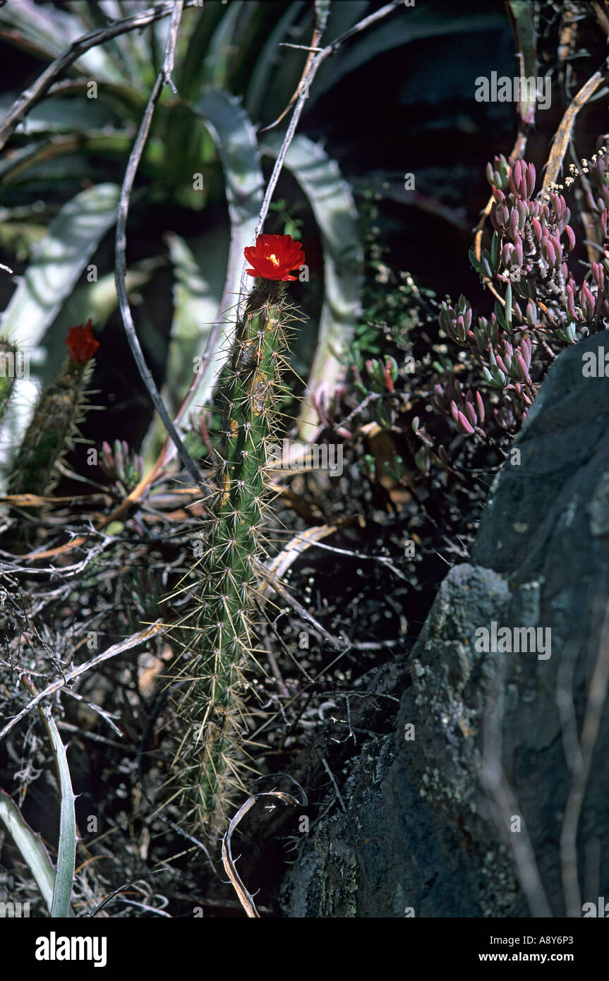 Kaktus in Blüte (Corryocactus Apiciflorus). Peru. Kaktus de Fleur (Corryocactus Apiciflorus). Pérou. Stockfoto