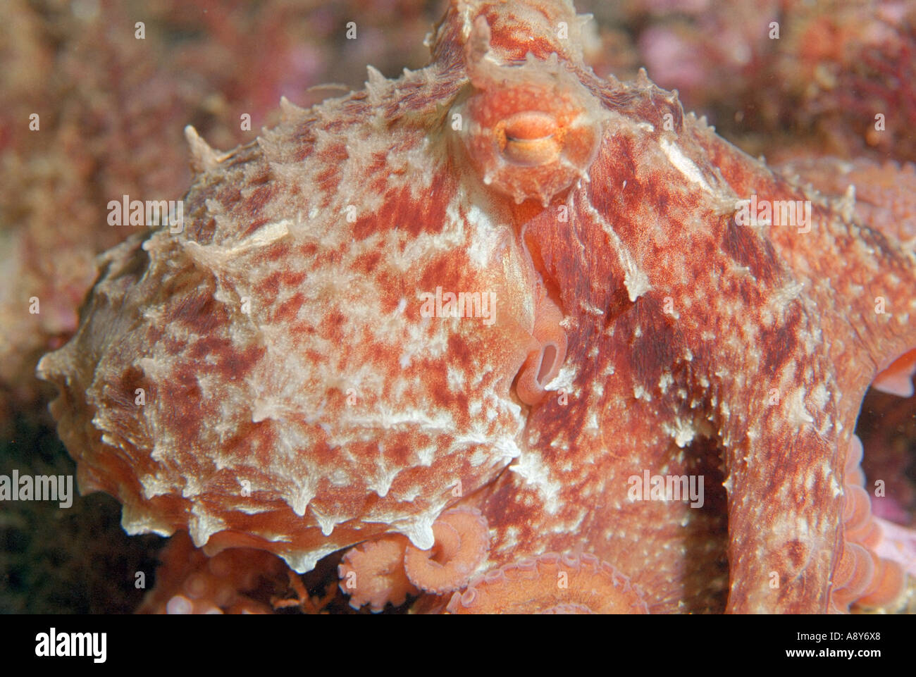 Kleines Exemplar von riesigen North Pacific Octopus sitzen auf dem Boden. Artname ist Octopus Dofleini-größte Oktopus Stockfoto