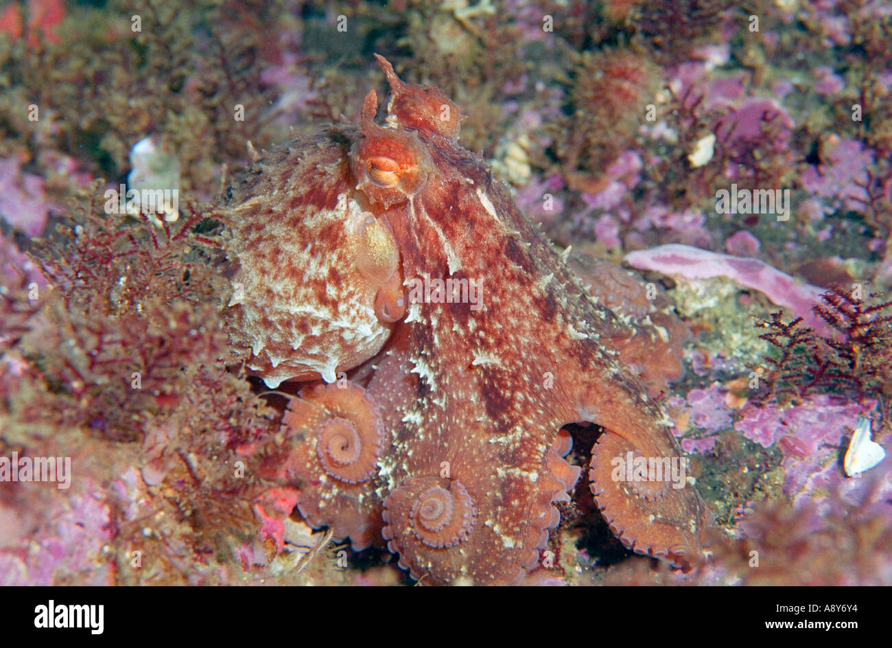 Kleines Exemplar von riesigen North Pacific Octopus sitzen auf dem Boden. Artname ist Octopus Dofleini-größte Oktopus Stockfoto