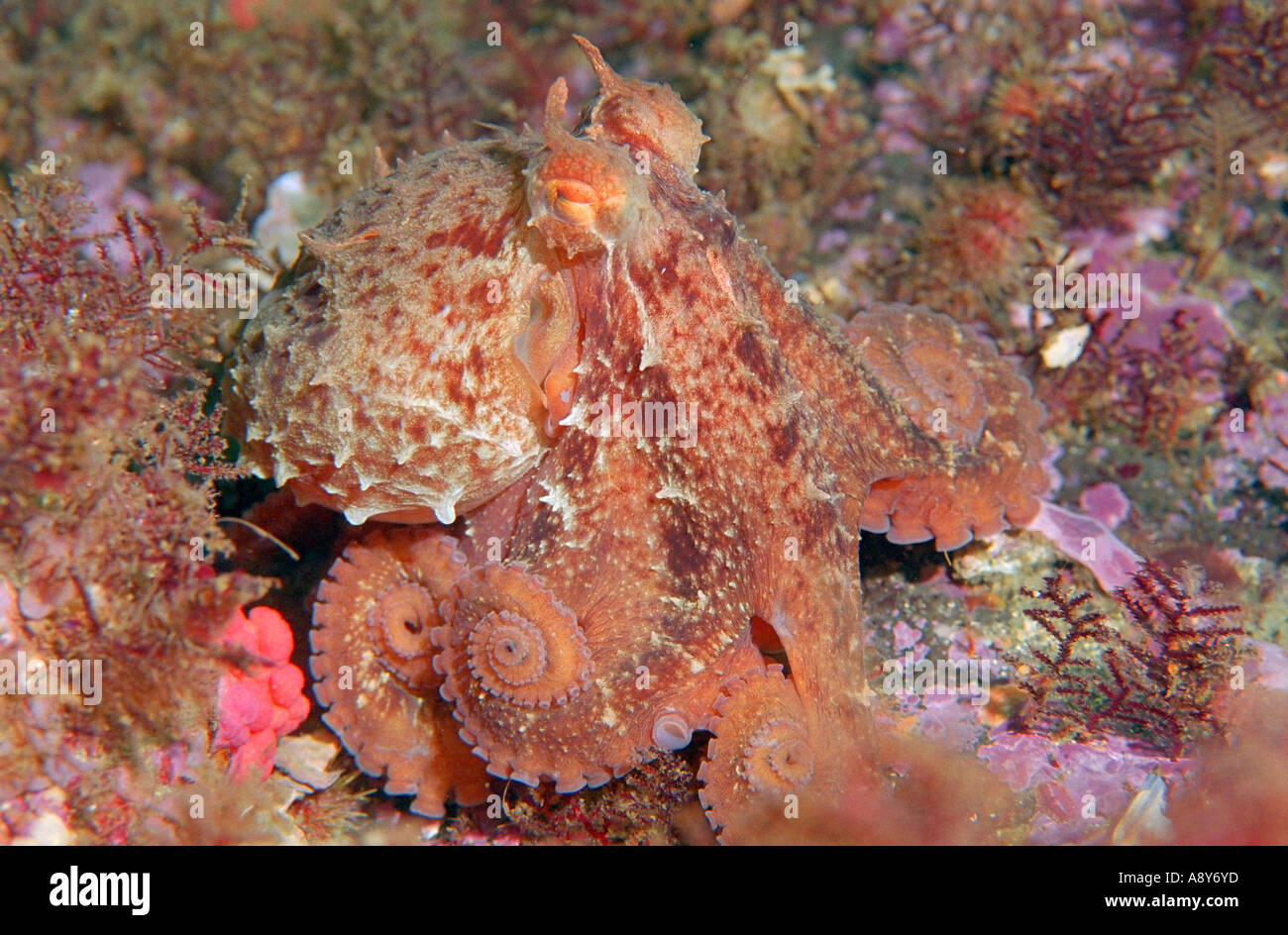 Kleines Exemplar von riesigen North Pacific Octopus sitzen auf dem Boden. Artname ist Octopus Dofleini-größte Oktopus Stockfoto