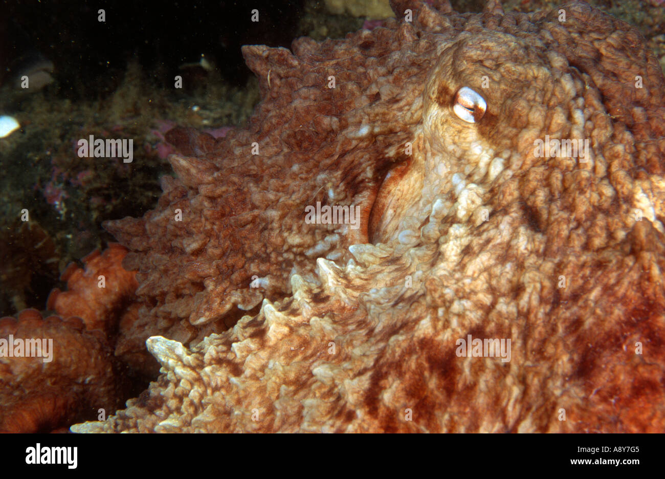 Nordpazifik Riesenkraken sitzen auf dem Boden.  Der Artname ist Octopus Dofleini - größte Oktopus Spezies Stockfoto