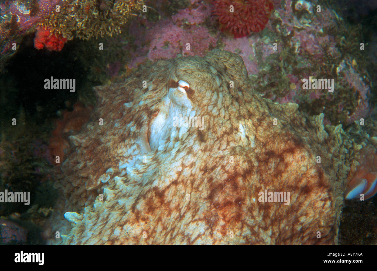 Nordpazifik Riesenkraken sitzen auf dem Boden.  Der Artname ist Octopus Dofleini - größte Oktopus Spezies Stockfoto