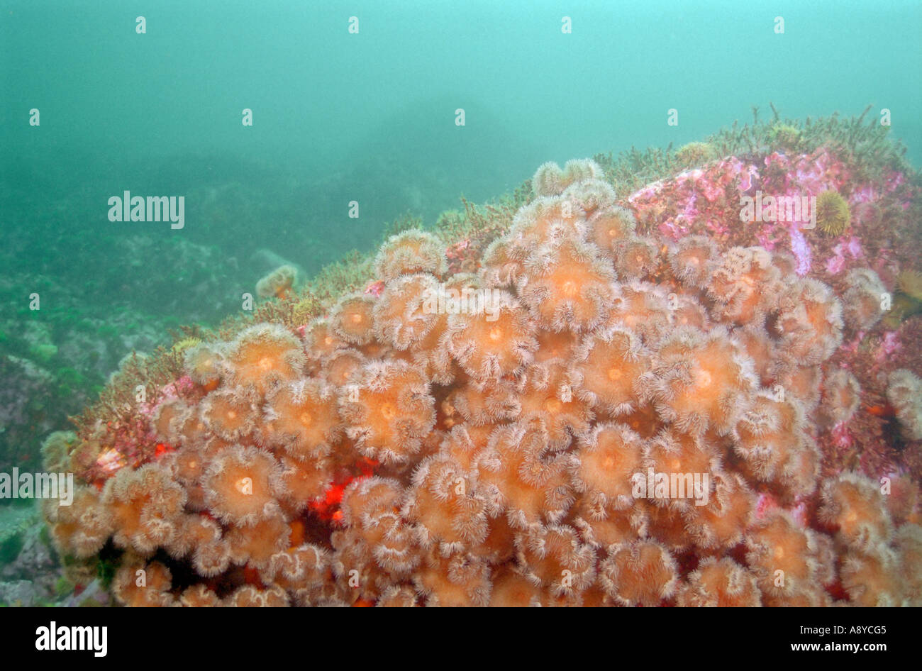 Eine Gruppe von riesigen Exemplaren der Seeanemone Metridium senile Fimbriatum (Actiniaria Coelenterata Cnidaria) häufig im Nordpazifik Stockfoto