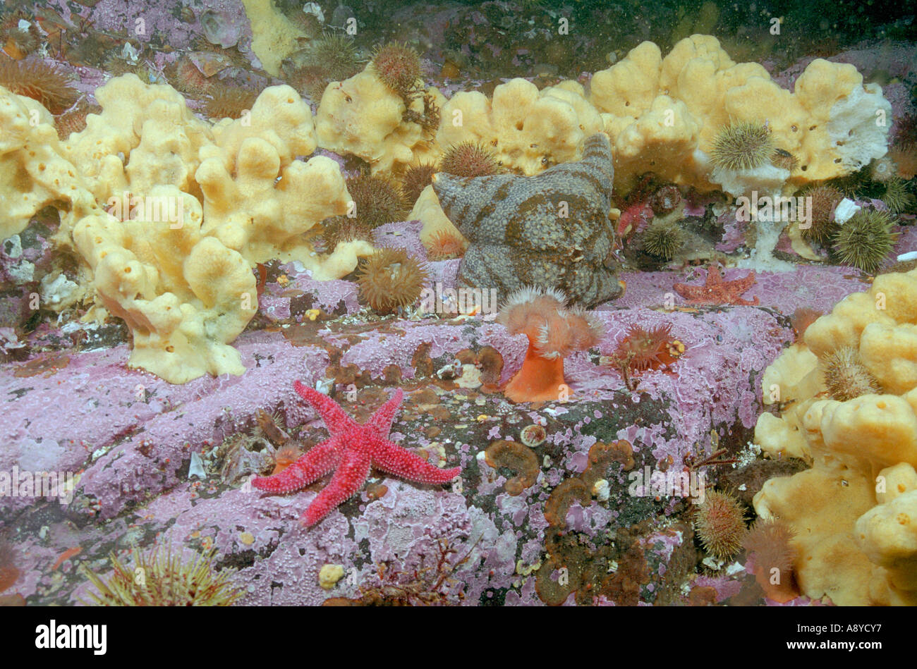 Gelbe Schwämme, rote Sterne Leptasterias Arctica, grauen star Pteraster Tesselatus, Anemone Metridium Coralline Algen. Nord-Pazifik Stockfoto