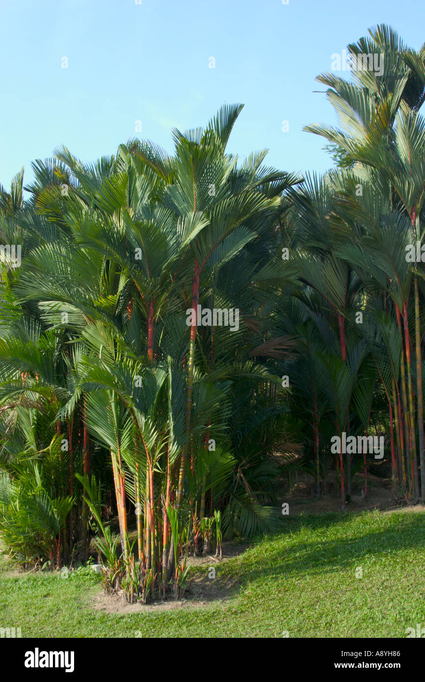 Cluster von rotem Siegellack Palm Bäume Cyrtostachys renda Stockfoto