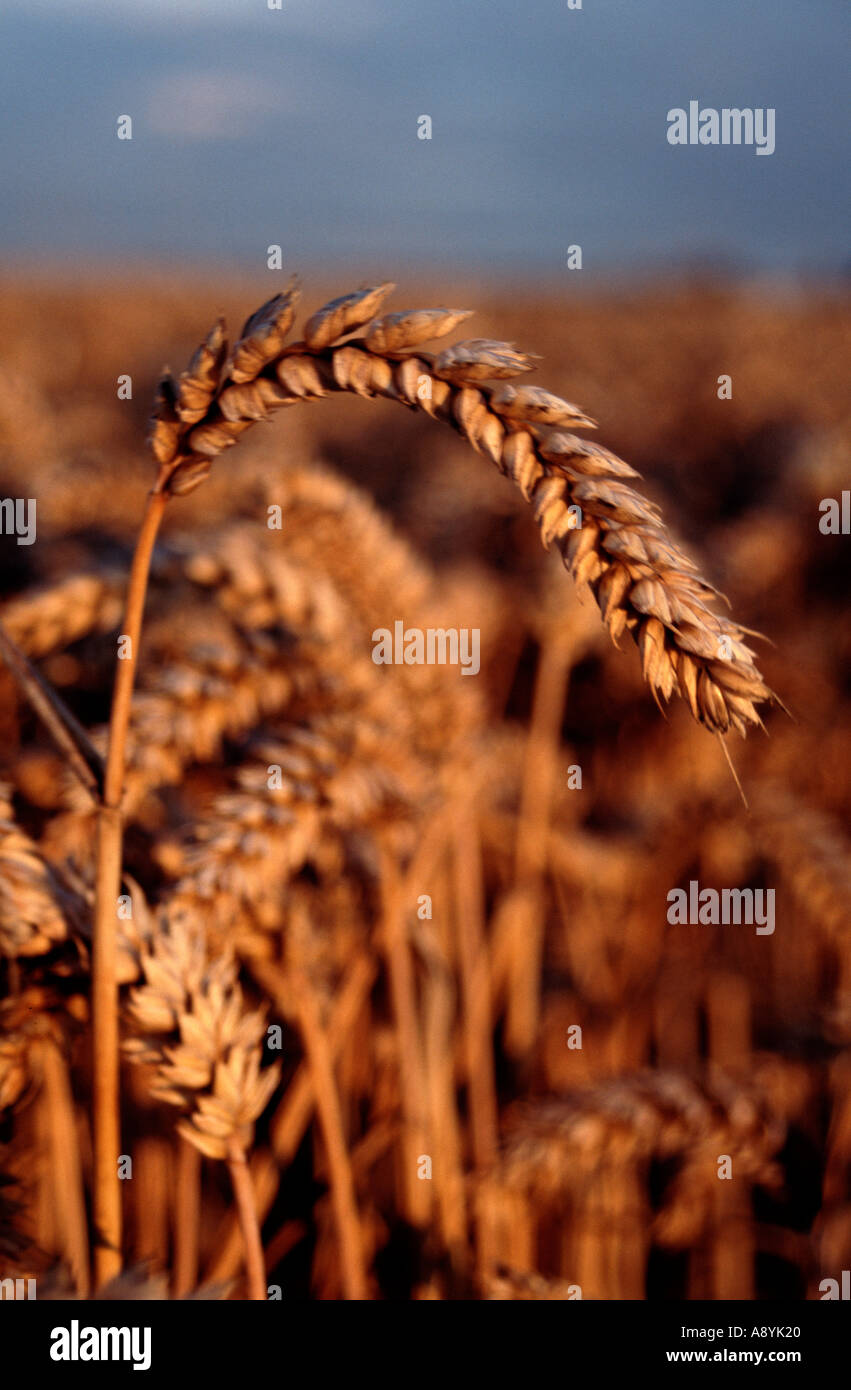 Reife Ohren von Weizen hautnah im Maisfeld Stockfoto