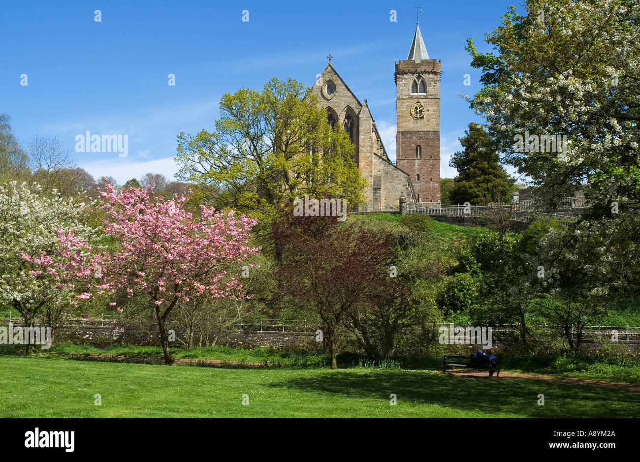 dh Dunblane Kathedrale DUNBLANE STIRLINGSHIRE Kirche Glockenturm Flussufer Allan Water Frühling Kirsche Bäume blühen Stockfoto