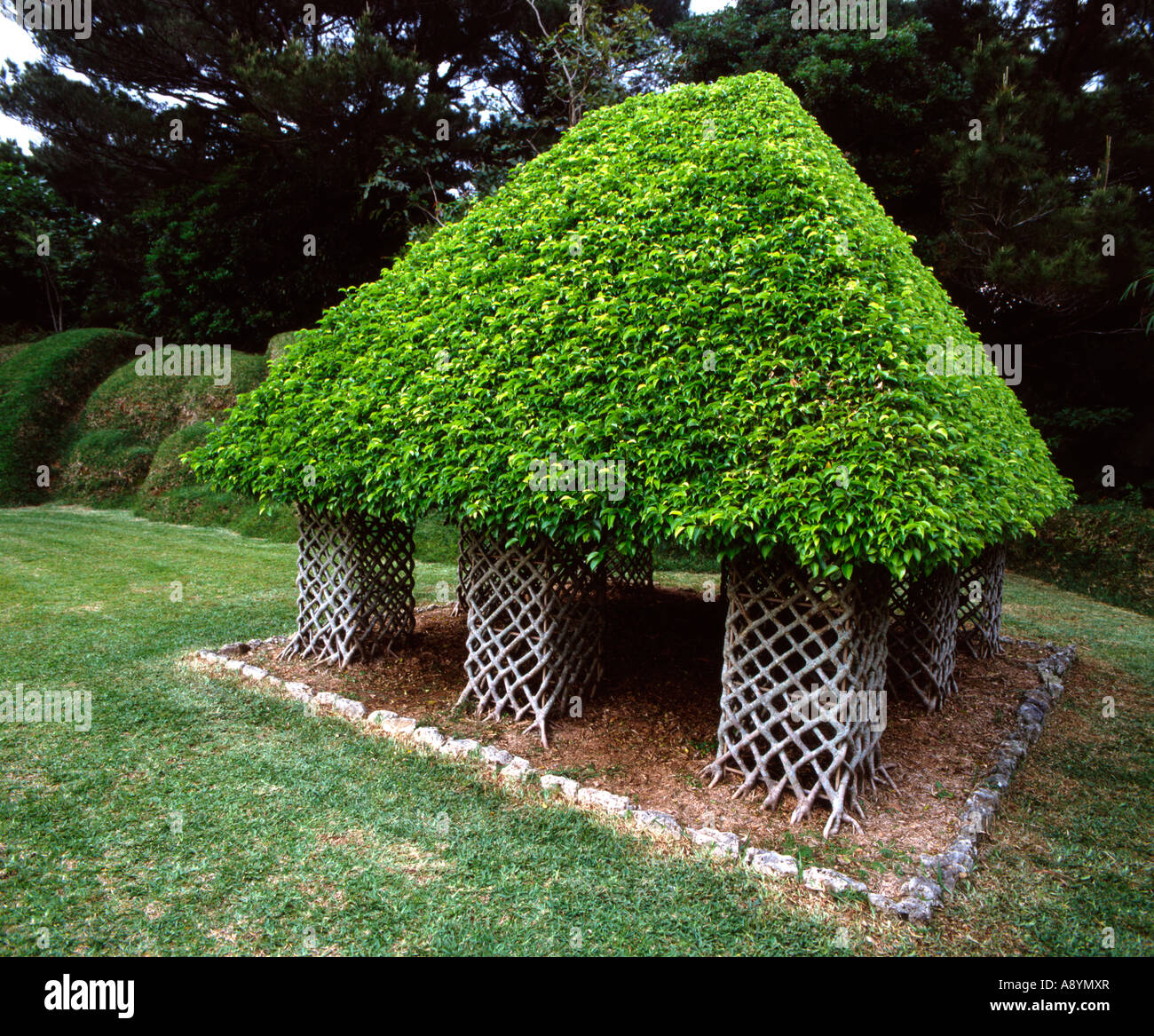 Formschnitt im Bios auf den Hügel botanischen Gärten, Okinawa, Japan. Benjamin Feigen Ficus Benjamina Stockfoto