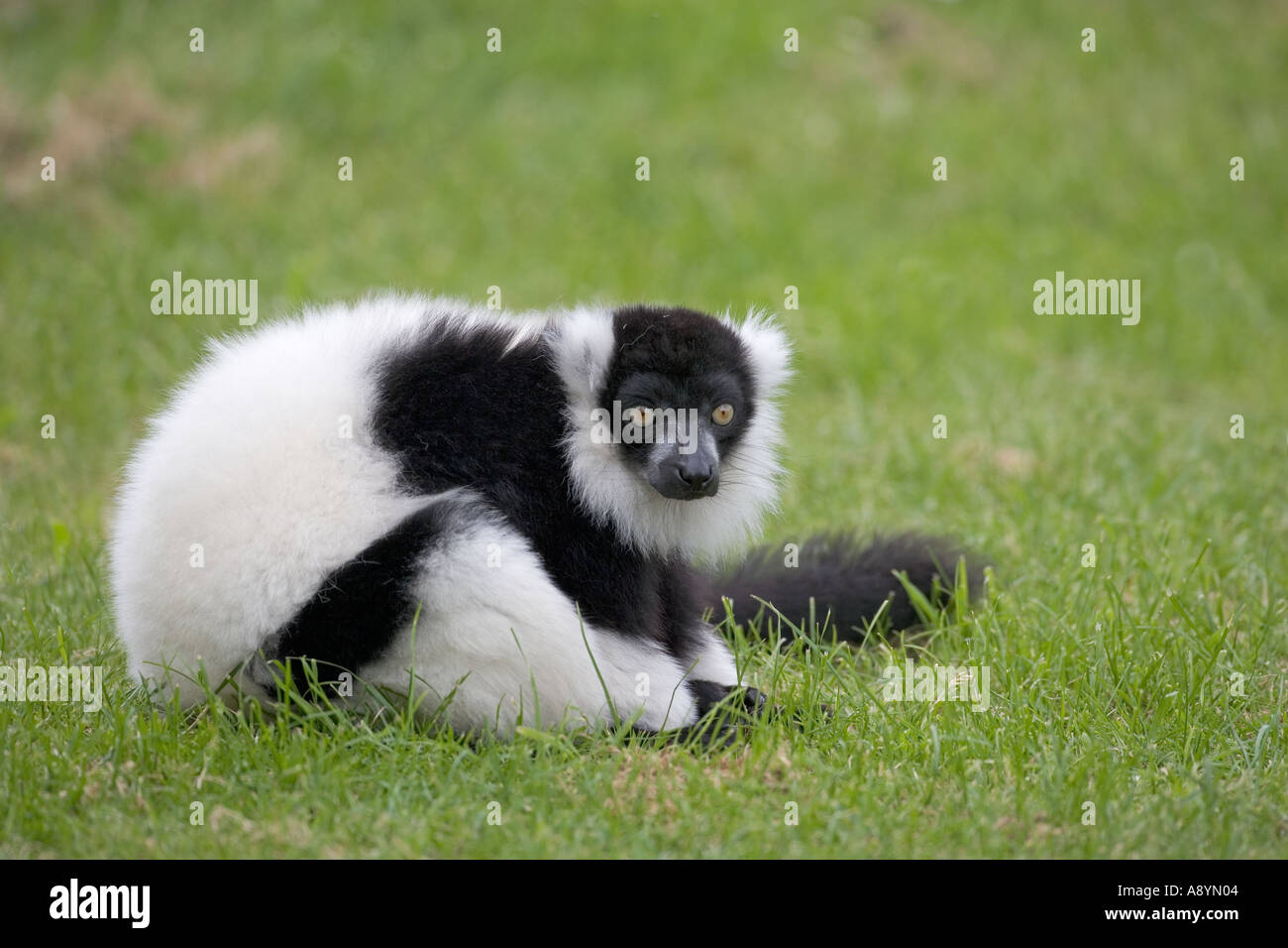 Ruffed Lemur Lemuren varigatus Stockfoto