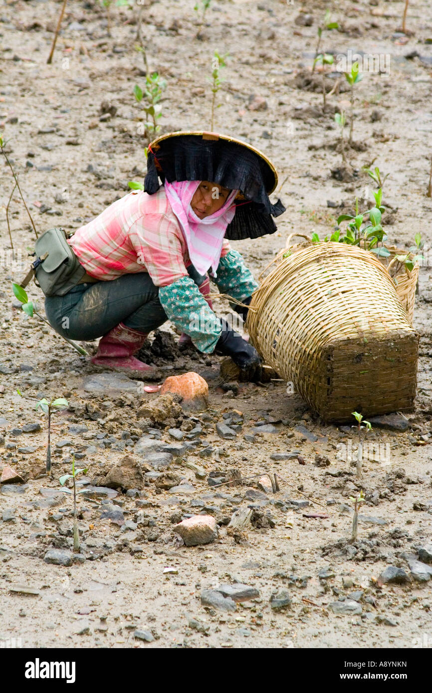 Hakka Frau pflanzt Tai O alte Fischerei Dorf Lantau Insel Hongkong China Stockfoto