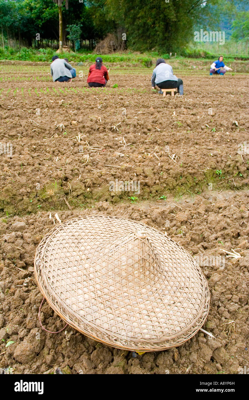 Traditionellen Hut, tendenziell ein Feld in der Nähe von Yangshuo und Guilin, China Stockfoto