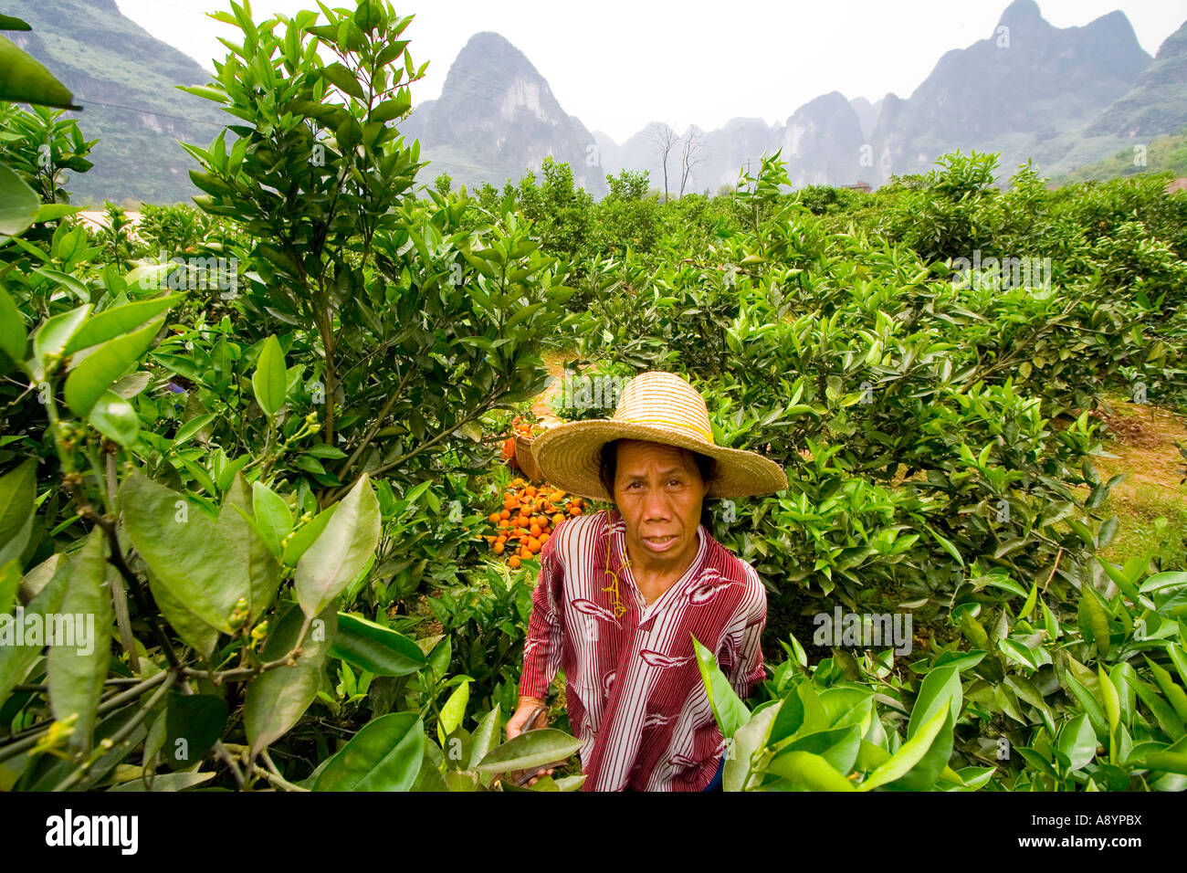 Bauern pflücken Orangen während der Ernte in der Nähe von Guilin und Yangshuo China Stockfoto