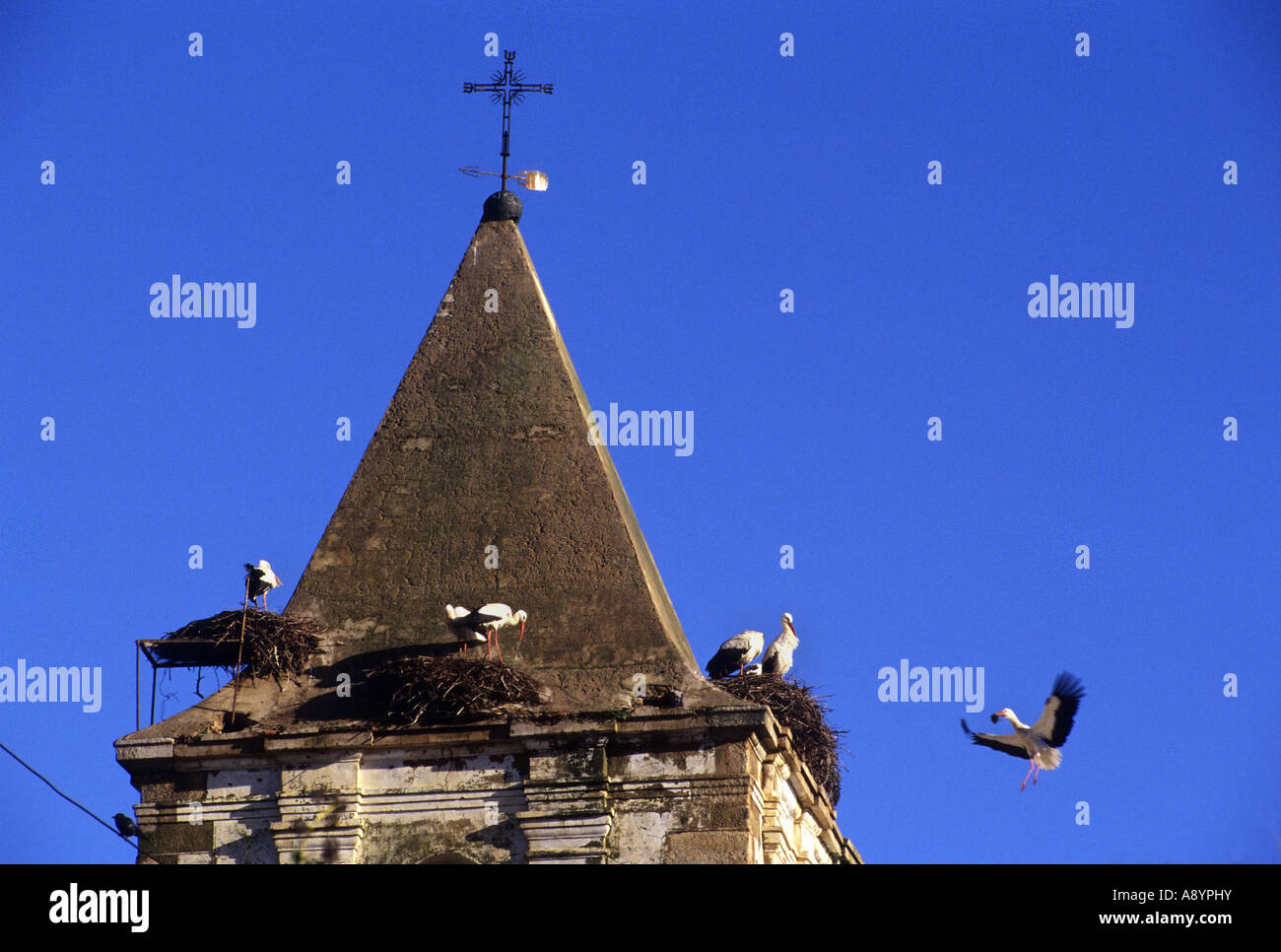 Störche in San Francisco Javier Kirche Extremadura Cáceres Spanien Stockfoto