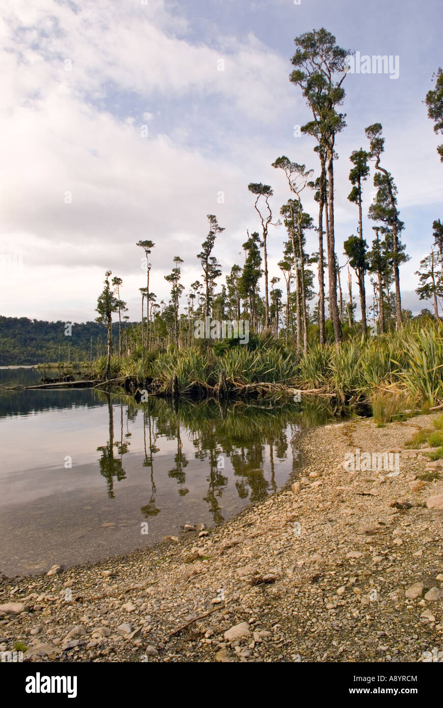 Exportverpackung und Flachs wachsen in Feuchtgebieten rund um Lake Wahapo West Coast of New Zealand Stockfoto